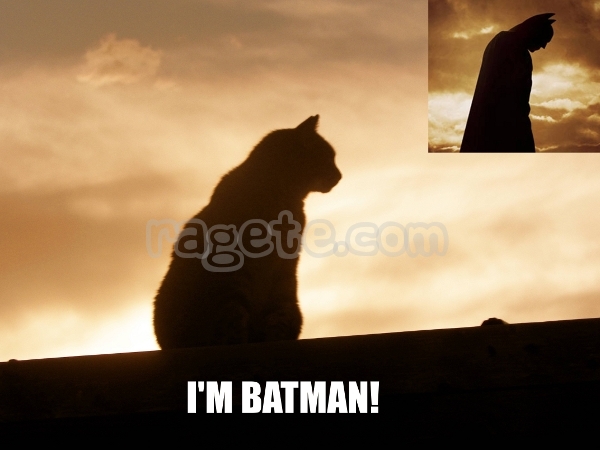 Batman e o pisica