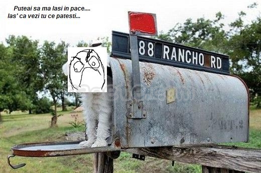 32247_poze-haioase-caini-posta-postas